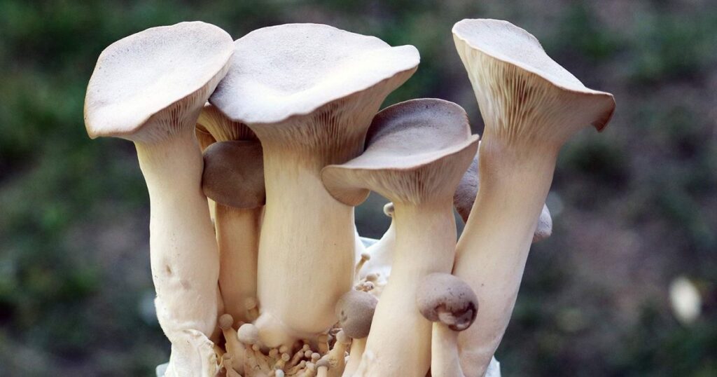 Pleurotus Eryngii : King Oyster Mushroom Culture Syringe